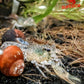 Brazos Dwarf Crayfish (Cambarellus texanus) - Superior Shrimp & Aquatics