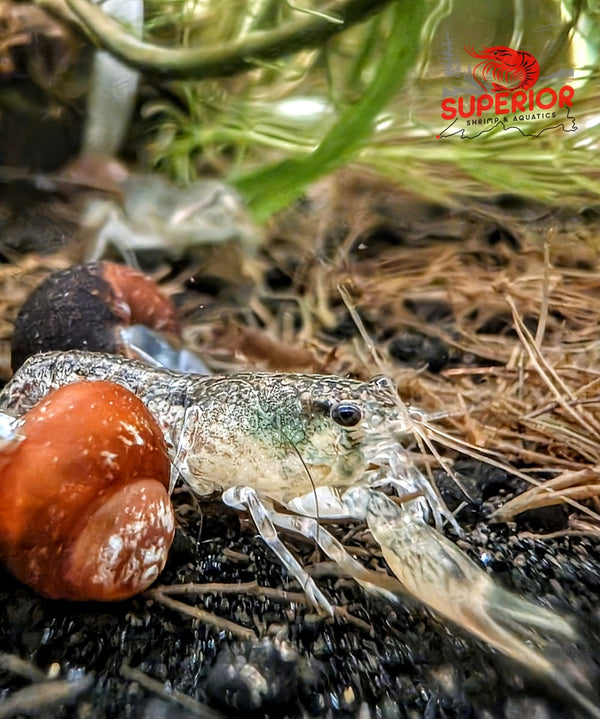 Brazos Dwarf Crayfish (Cambarellus texanus) - Superior Shrimp & Aquatics