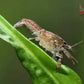 Brazos Dwarf Crayfish (Cambarellus texanus) - Superior Shrimp & Aquatics