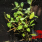 Broadleaf Ludwigia (Ludwigia sp. 'Broadleaf') - Superior Shrimp & Aquatics