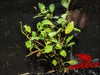 Broadleaf Ludwigia (Ludwigia sp. 'Broadleaf') - Superior Shrimp & Aquatics