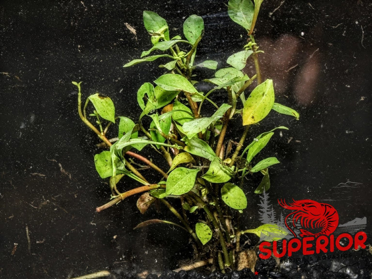Broadleaf Ludwigia (Ludwigia sp. 'Broadleaf') - Superior Shrimp & Aquatics