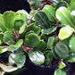 Bucephalandra Apple Leaf - Superior Shrimp & Aquatics
