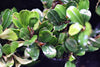 Bucephalandra Apple Leaf - Superior Shrimp & Aquatics