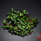 Bucephalandra Apple Leaf - Superior Shrimp & Aquatics