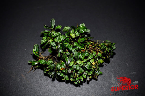 Bucephalandra Apple Leaf - Superior Shrimp & Aquatics