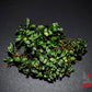 Bucephalandra Apple Leaf - Superior Shrimp & Aquatics