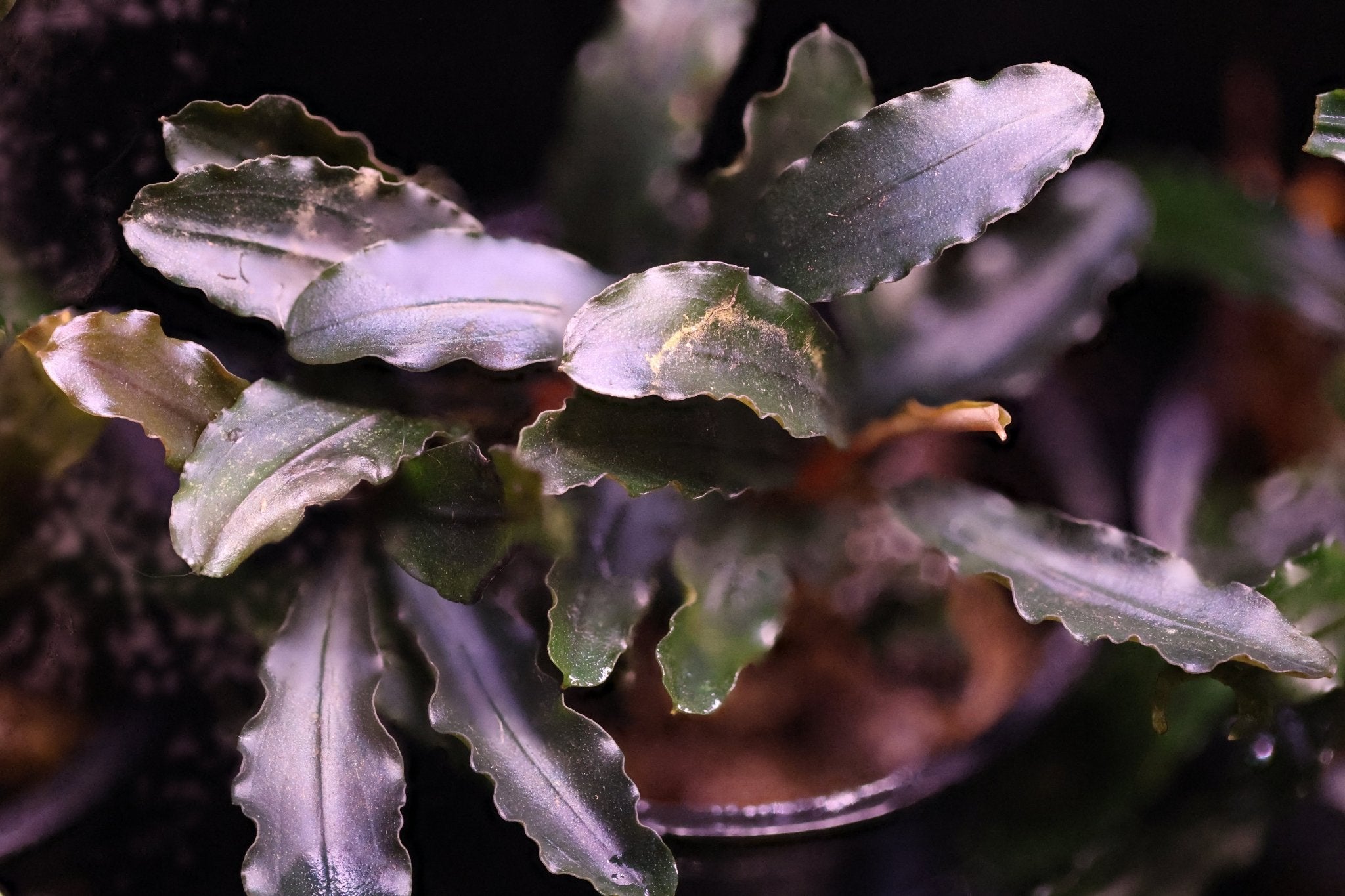 Bucephalandra Artemis (Bucephalandra sp. 'Artemis') | Aquatic