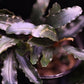 Bucephalandra Artemis - Superior Shrimp & Aquatics