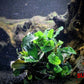 Bucephalandra Brownie "Ghost" - Superior Shrimp & Aquatics