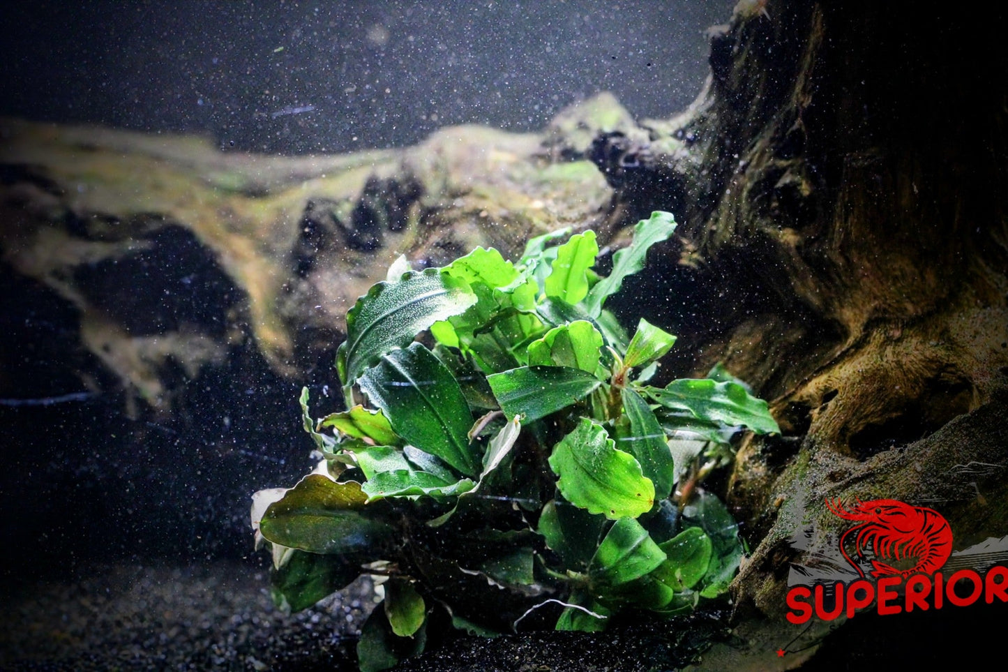 Bucephalandra Brownie "Ghost" - Superior Shrimp & Aquatics