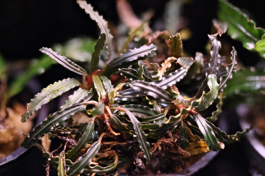 Bucephalandra Catherinae Green - Superior Shrimp & Aquatics