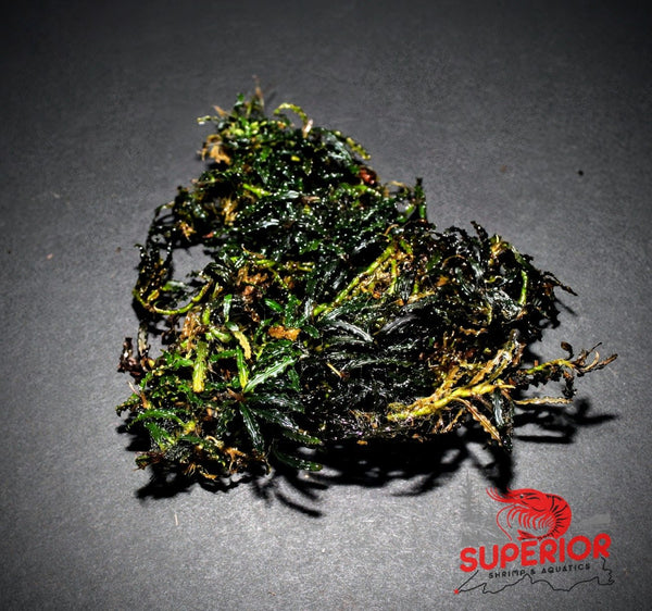 Bucephalandra Catherinae Green - Superior Shrimp & Aquatics