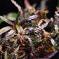 Bucephalandra Catherinae Green - Superior Shrimp & Aquatics