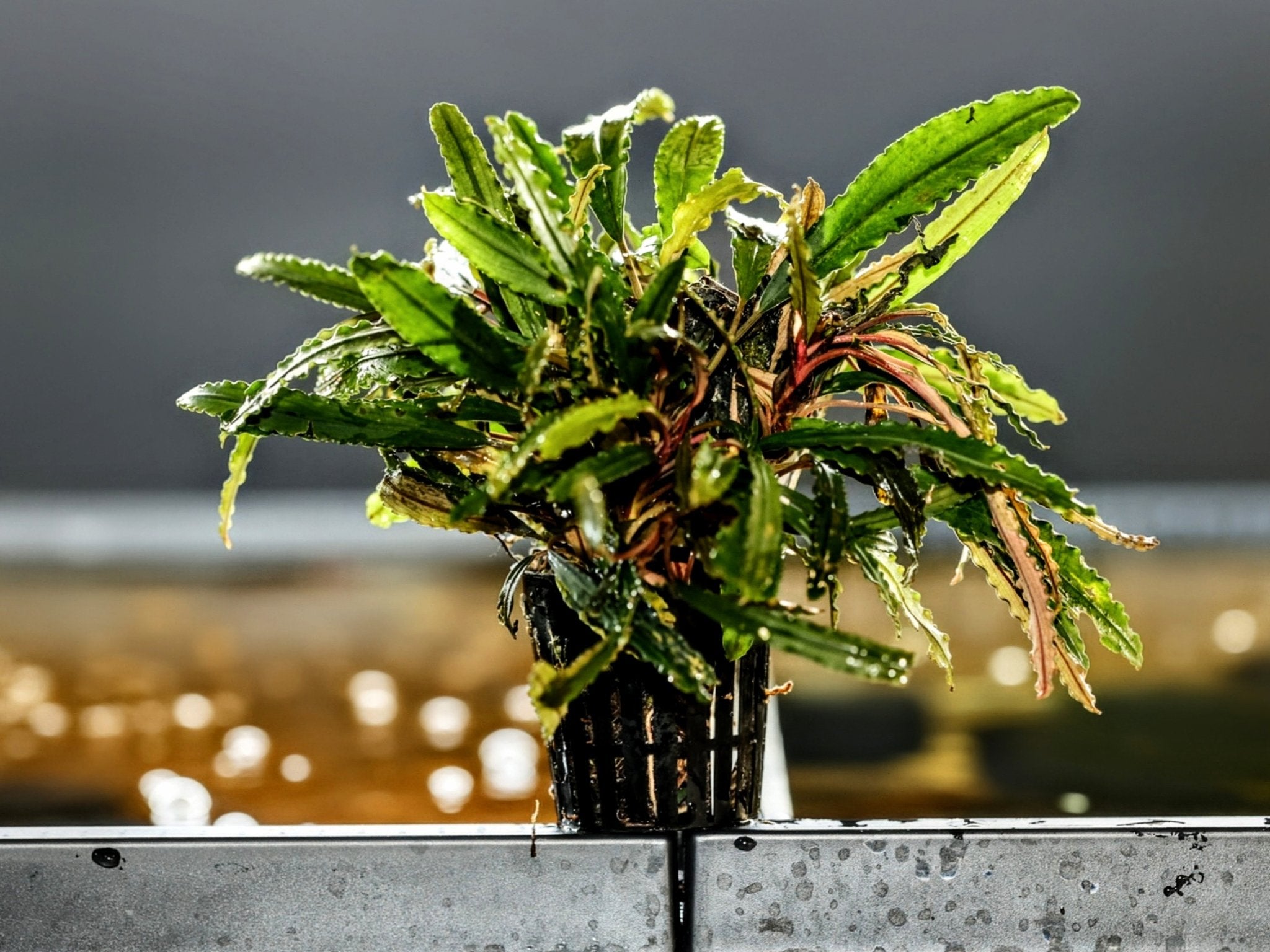 Bucephalandra Crocodile – Superior Shrimp & Aquatics