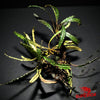 Bucephalandra Crocodile - Superior Shrimp & Aquatics