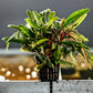 Bucephalandra Crocodile - Superior Shrimp & Aquatics