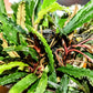 Bucephalandra Crocodile - Superior Shrimp & Aquatics