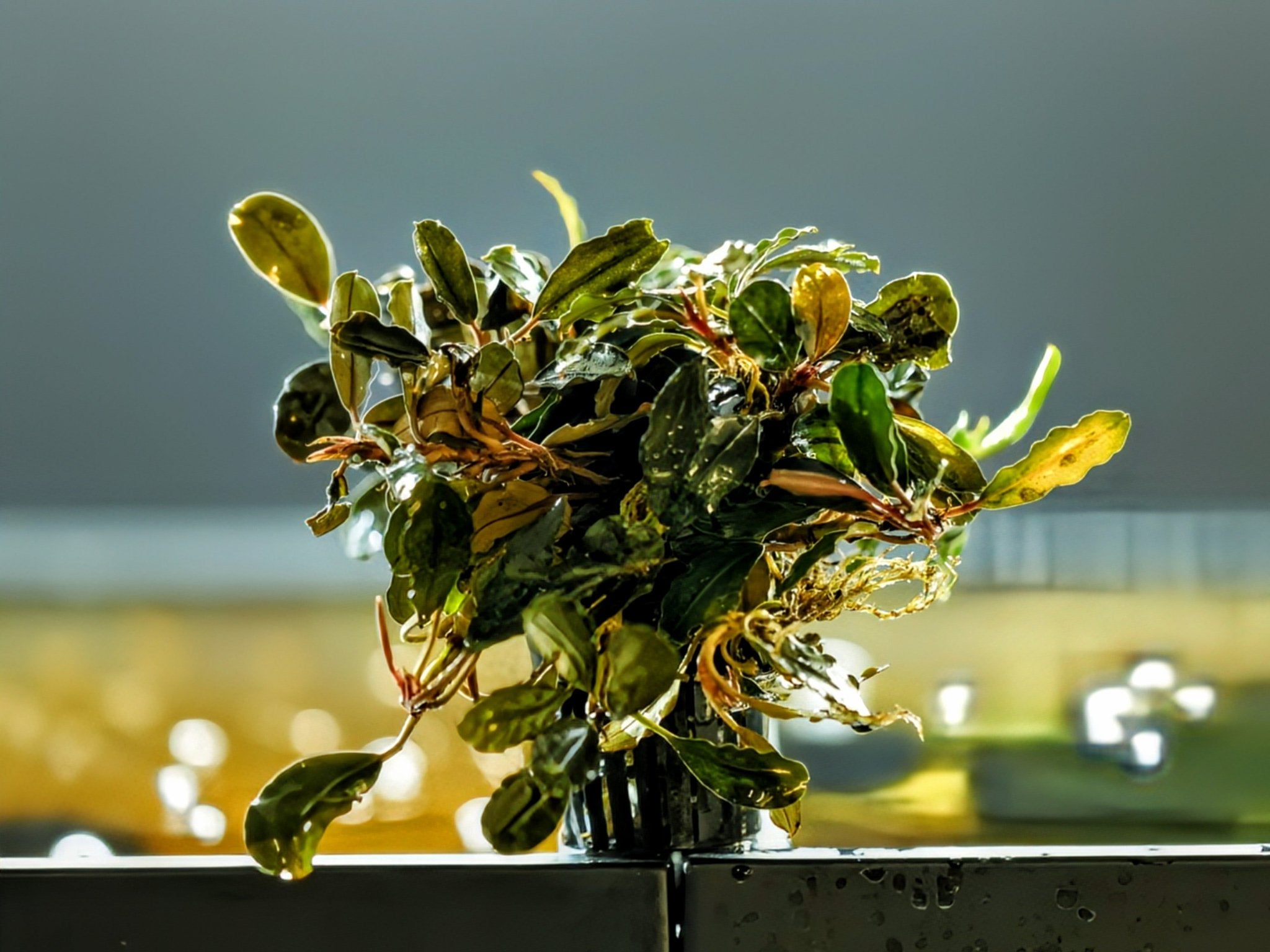 Bucephalandra Godzilla (Bucephalandra sp. 'Godzilla') | Aquatic