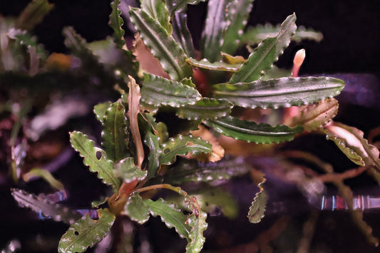 Bucephalandra Godzilla - Superior Shrimp & Aquatics