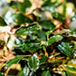 Bucephalandra Godzilla - Superior Shrimp & Aquatics