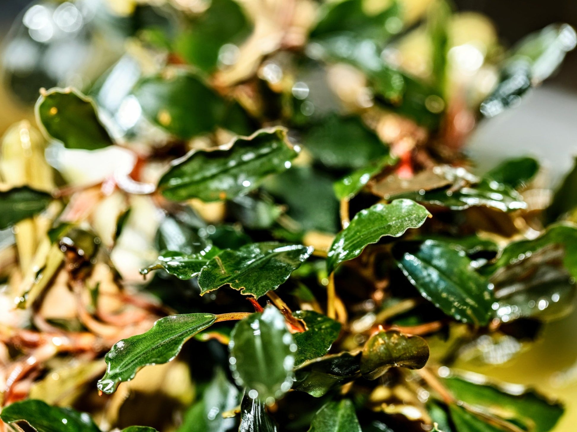 Bucephalandra Godzilla - Superior Shrimp & Aquatics
