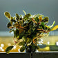 Bucephalandra Godzilla - Superior Shrimp & Aquatics