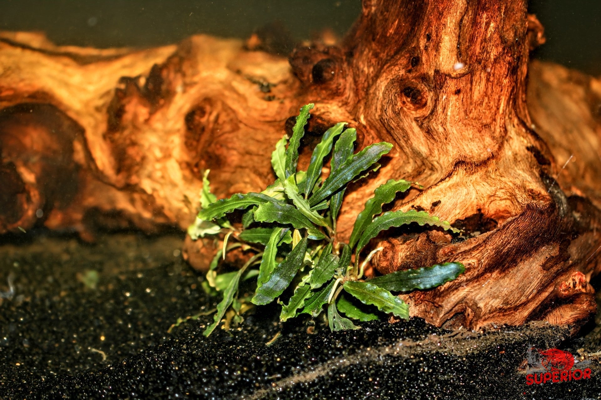 Bucephalandra sp. red l【水の国】 Bucephalandra sp.