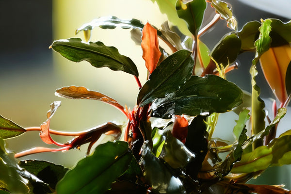 Bucephalandra 'Red Purple' - Superior Shrimp & Aquatics