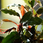 Bucephalandra 'Red Purple' - Superior Shrimp & Aquatics
