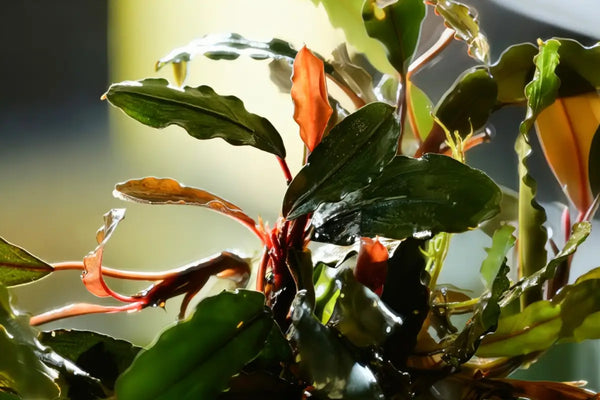Bucephalandra 'Red Purple' - Superior Shrimp & Aquatics