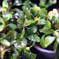 Bucephalandra Silver Powder - Superior Shrimp & Aquatics
