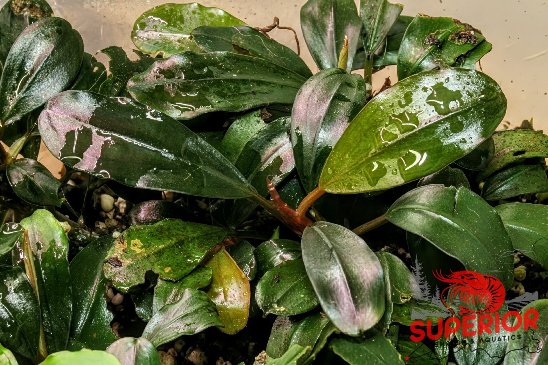 Bucephalandra sp. Variegata③ aquaticmotiv-plants-stem-