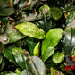 Bucephalandra Silver Powder - Superior Shrimp & Aquatics
