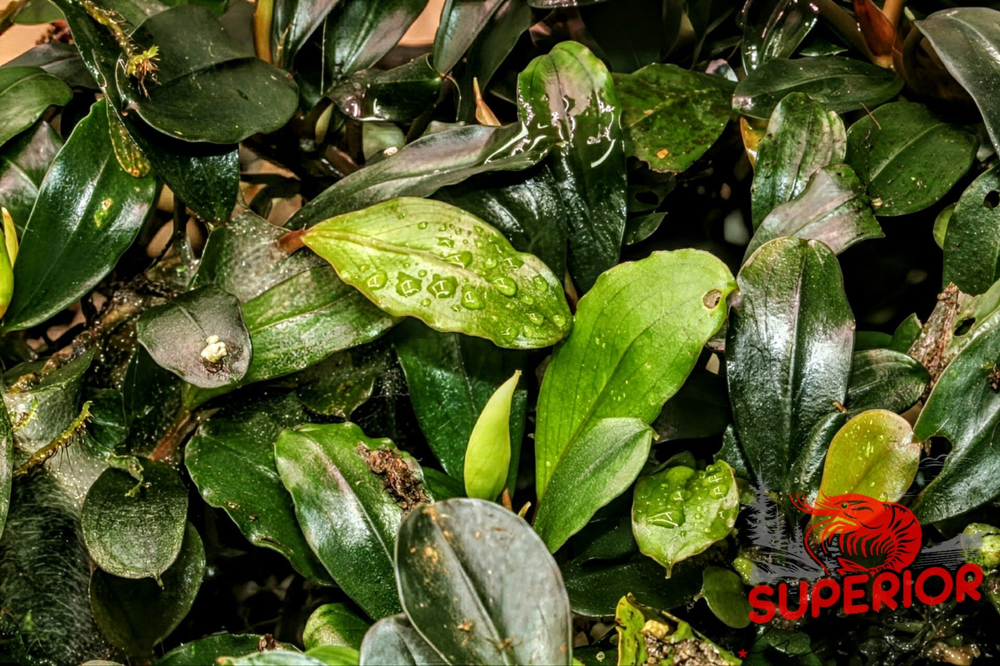 Bucephalandra Silver Powder - Superior Shrimp & Aquatics