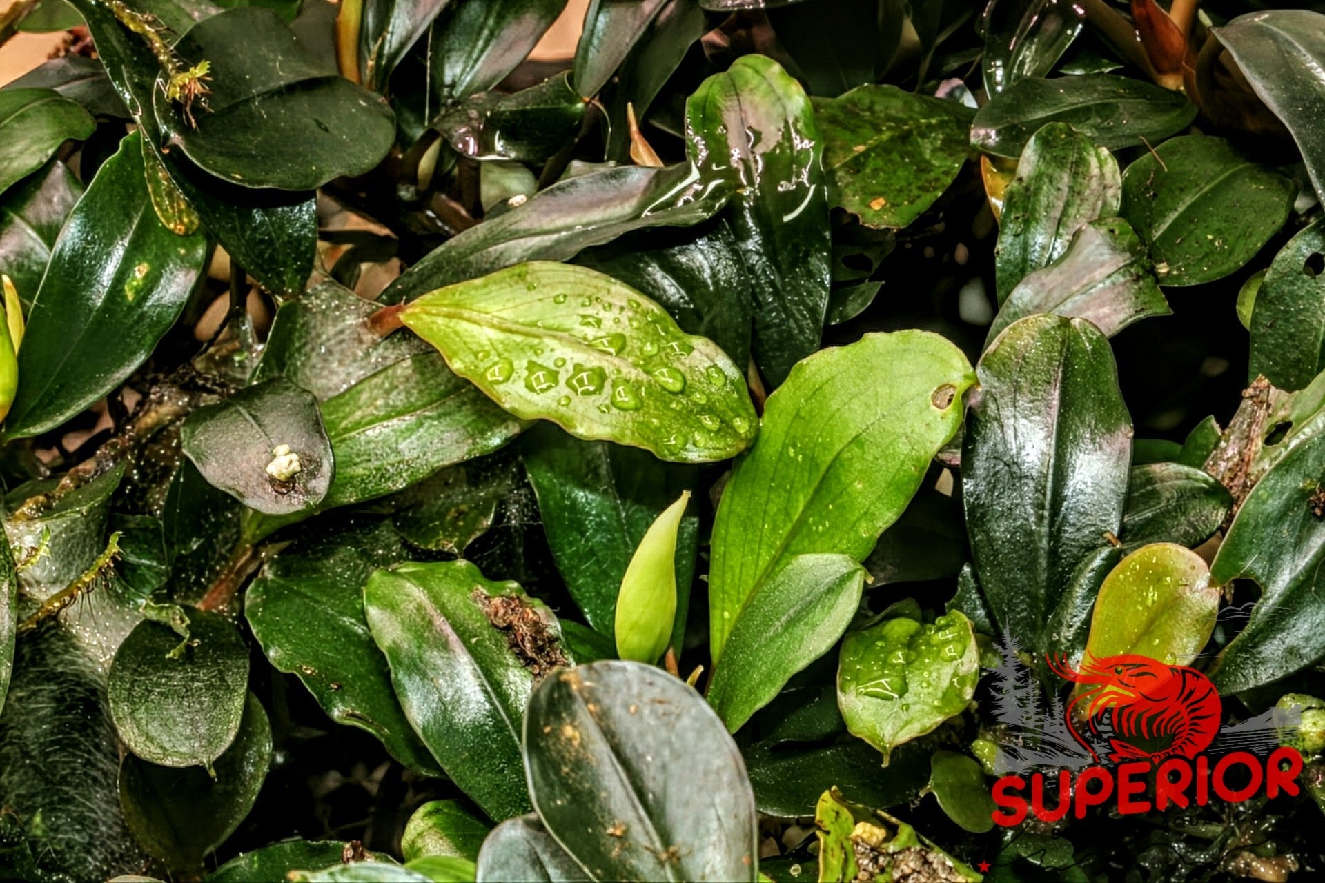 Bucephalandra Silver Powder - Superior Shrimp & Aquatics