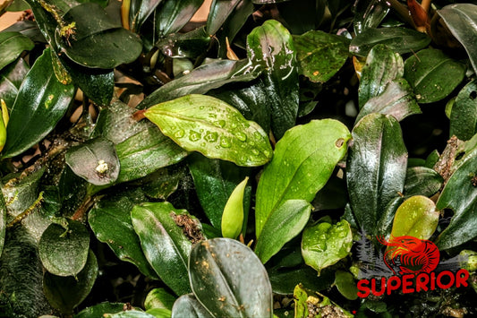 Bucephalandra Silver Powder - Superior Shrimp & Aquatics