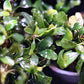 Bucephalandra Silver Powder - Superior Shrimp & Aquatics