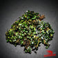 Bucephalandra Super Mini Coin - Superior Shrimp & Aquatics