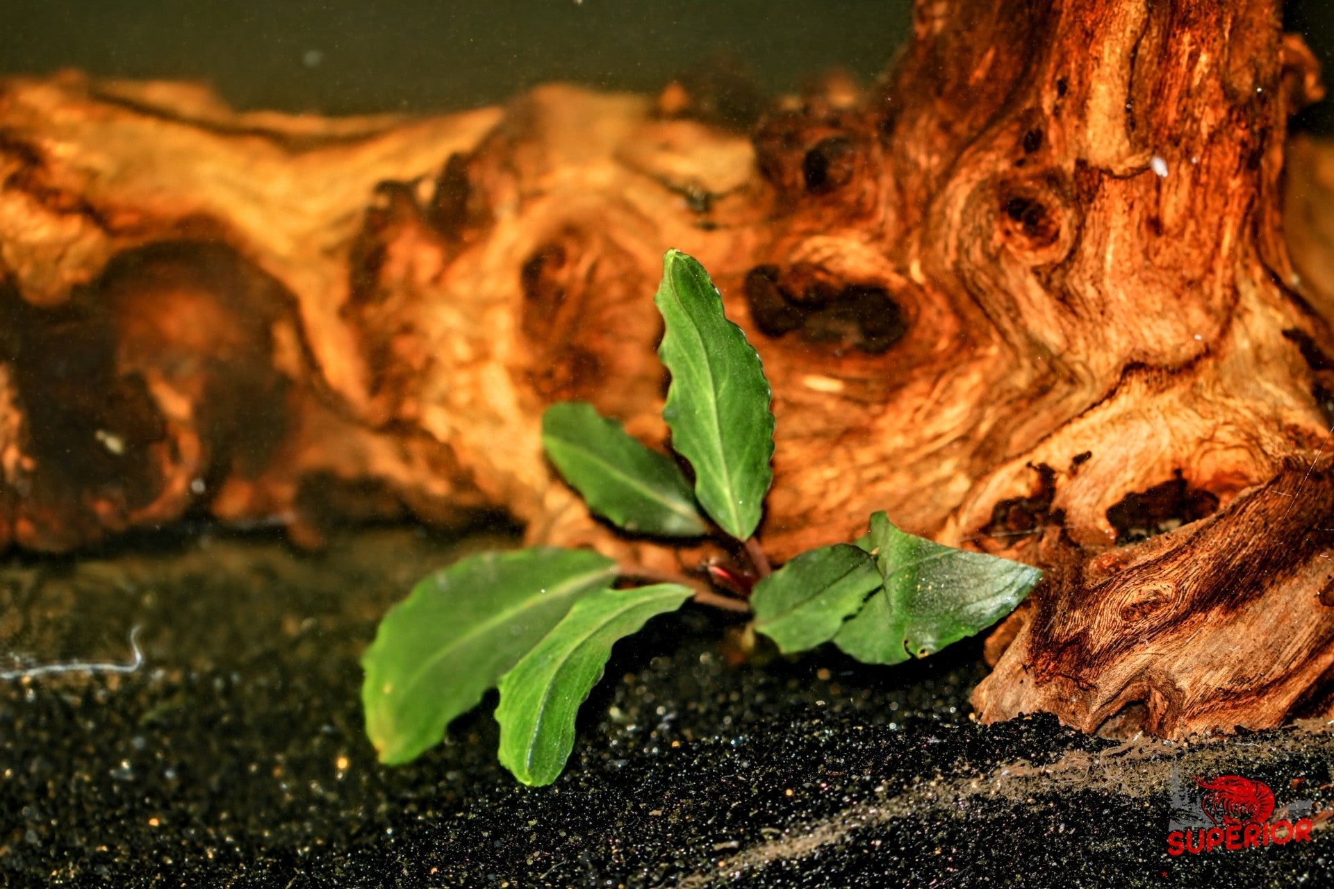 Bucephalandra Theia – Superior Shrimp & Aquatics