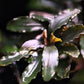 Bucephalandra Theia - Superior Shrimp & Aquatics