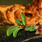 Bucephalandra Theia - Superior Shrimp & Aquatics