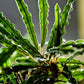 Bucephalandra Velvet - Superior Shrimp & Aquatics