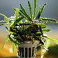 Bucephalandra Velvet - Superior Shrimp & Aquatics