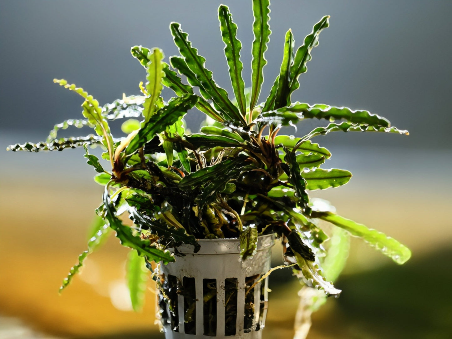 Bucephalandra Velvet - Superior Shrimp & Aquatics