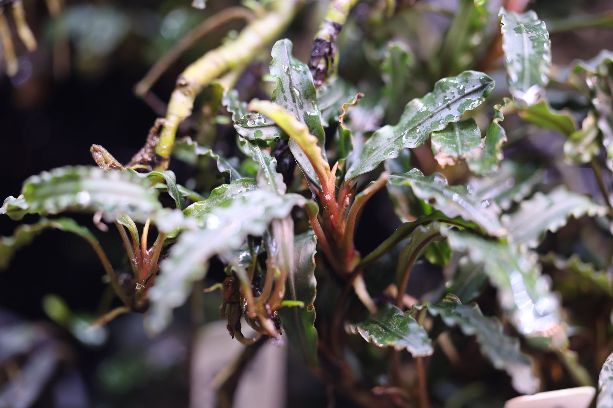 Bucephalandra Velvet (Bucephalandra sp. 'Velvet') | Aquatic Plants