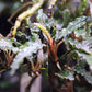 Bucephalandra Velvet - Superior Shrimp & Aquatics