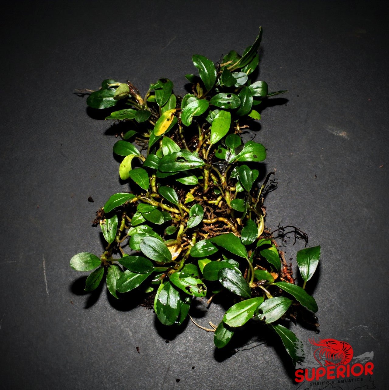 水草 Bucephalandra Bucephalandra Sexy Pink — Buce Plant