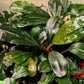 Bucephalandra Silver Powder - Superior Shrimp & Aquatics
