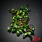 Bucephalandra Venus - Superior Shrimp & Aquatics